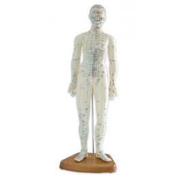 Modelo Anatómico do Corpo...